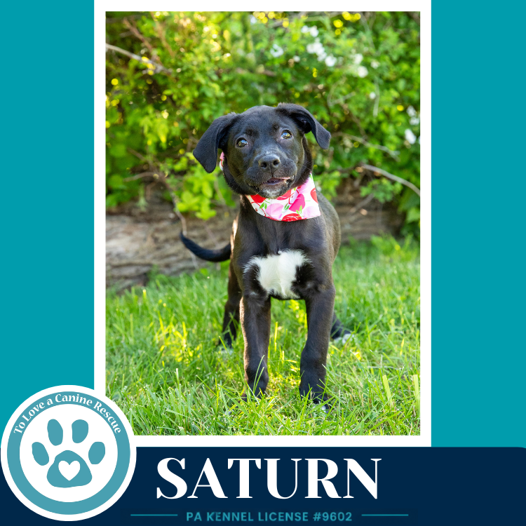 Saturn  (Xena's Planetary Pups) 053026