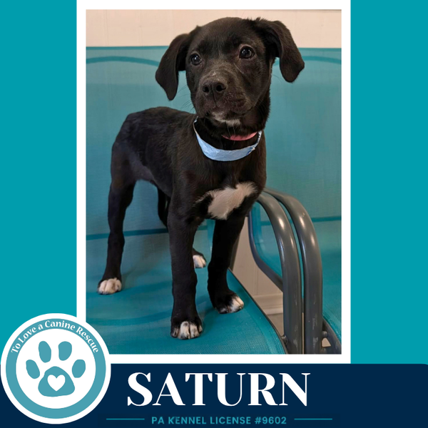 Saturn  (Xena's Planetary Pups) 053026