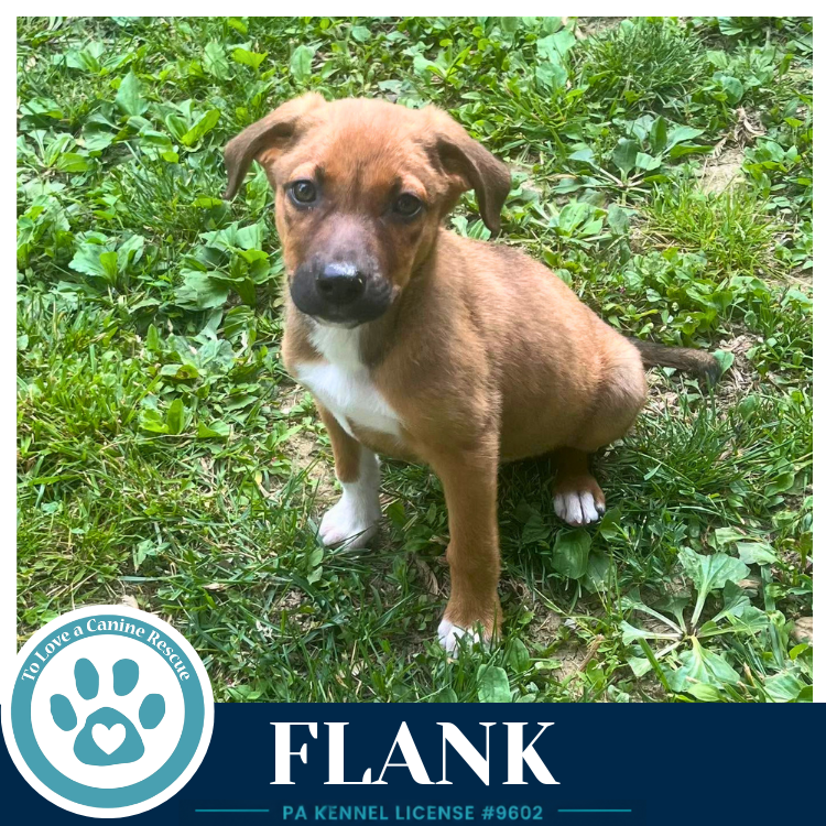 Flank (Rosie's Wranglers) 053026