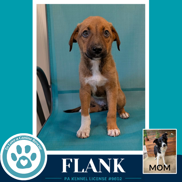 Flank (Rosie's Wranglers) 053026