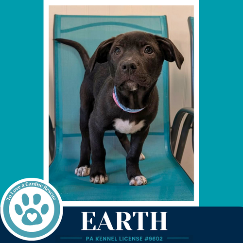 Earth (Xena's Planetary Pups) 053026
