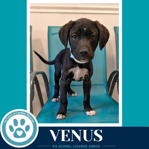 Venus (Xena's Planetary Pups) 053026