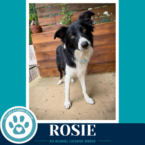 Rosie (Mom to Rosie's Wranglers) 053026
