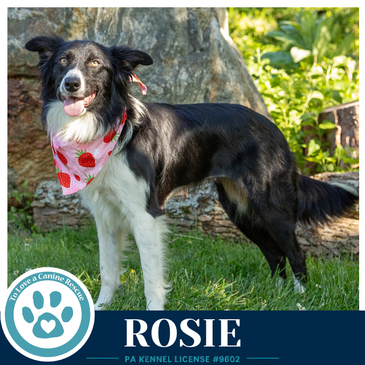 Rosie (Mom to Rosie's Wranglers) 053026