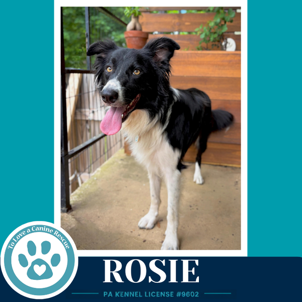 Rosie (Mom to Rosie's Wranglers) 053026