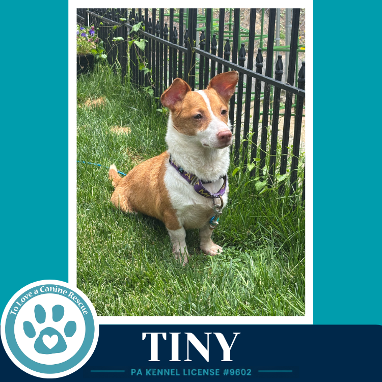 Tiny 060626