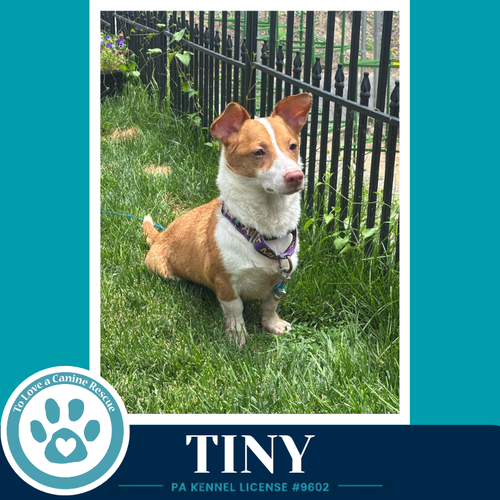 Tiny 060626