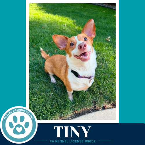 Tiny 060626, an adoptable Corgi in Kimberton, PA