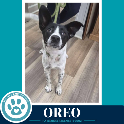 Oreo 060626
