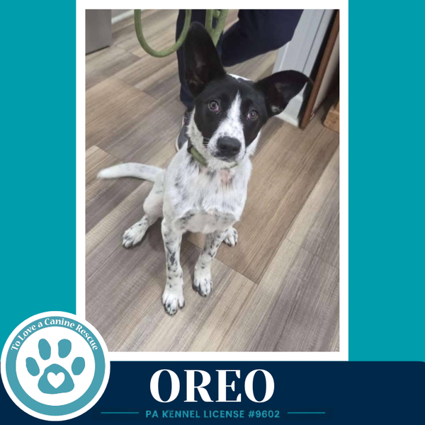 Oreo 060626