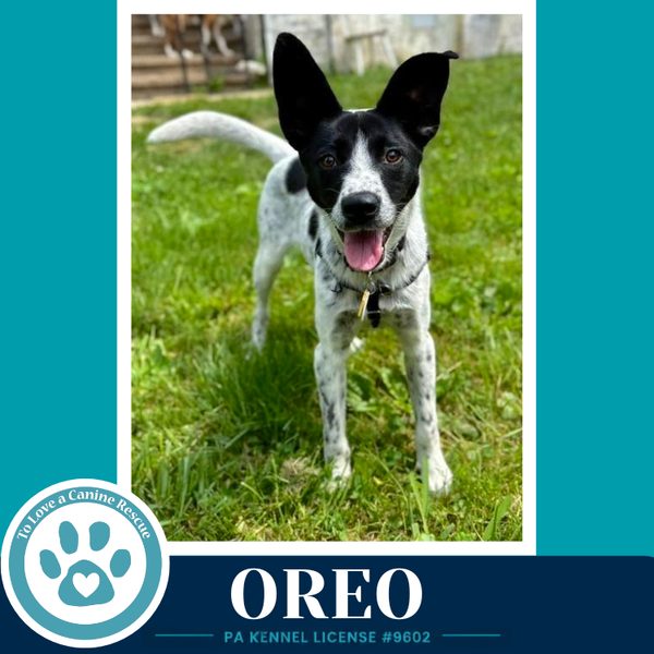 Oreo 060626