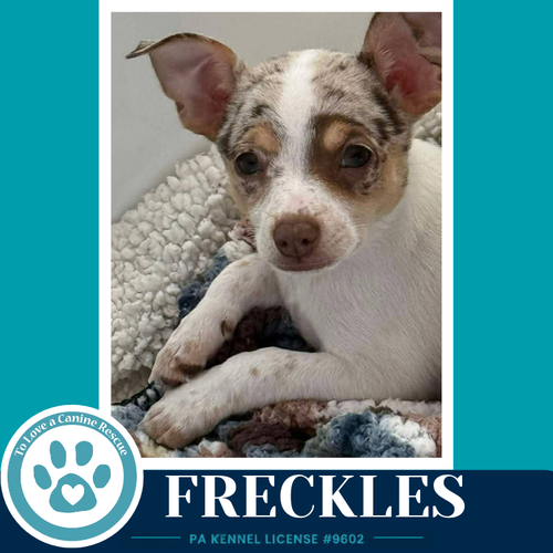 Freckles (speckled chis) 060626