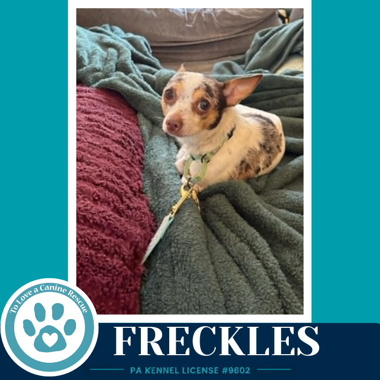 Freckles (speckled chis) 060626