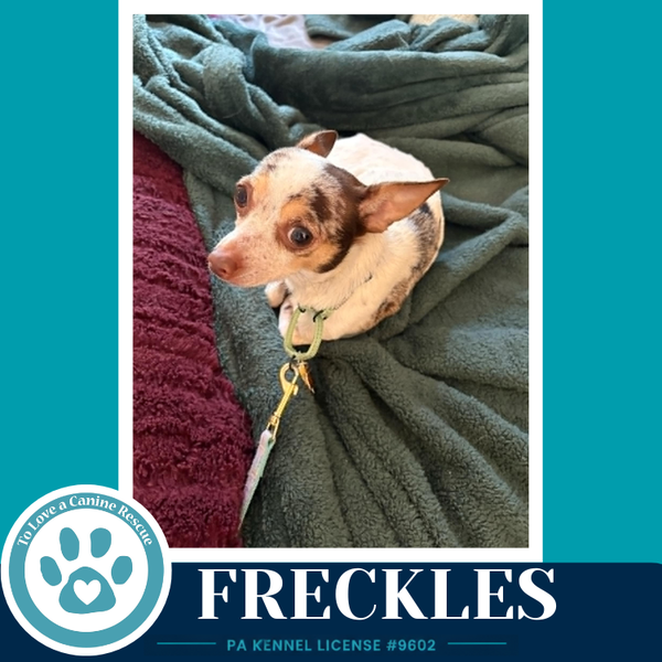Freckles (speckled chis) 060626