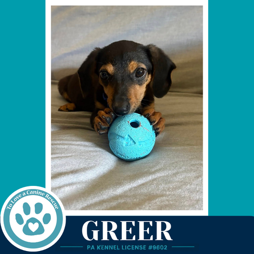 Greer (Dilligent Doxies) 060626