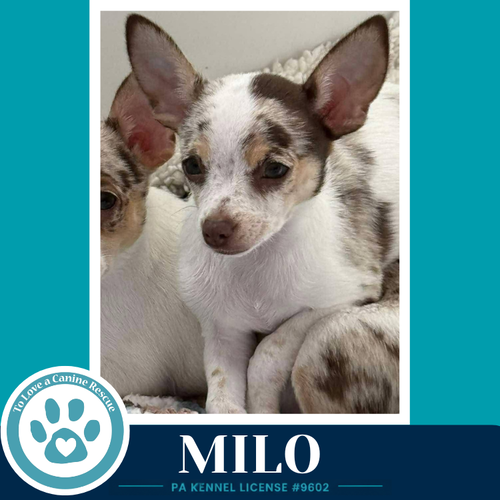 Milo (speckled chis) 060626