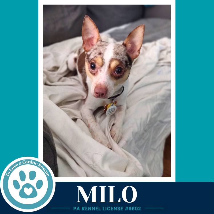 Milo (speckled chis) 060626
