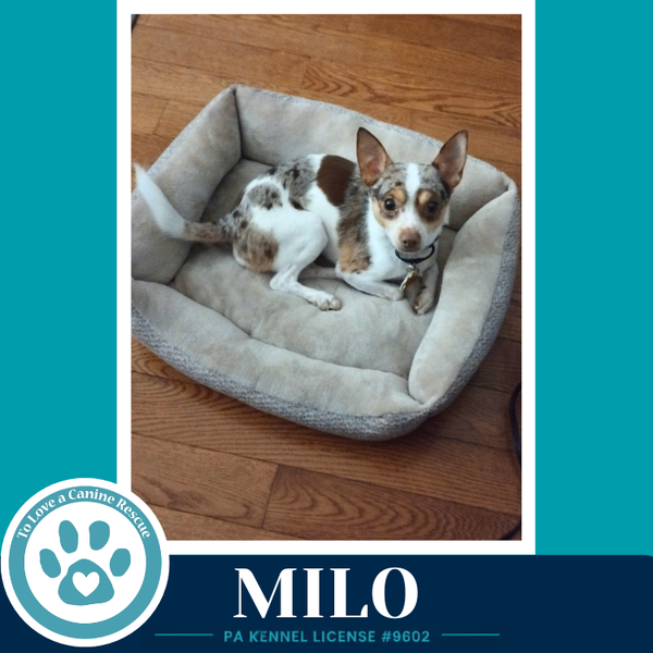 Milo (speckled chis) 060626