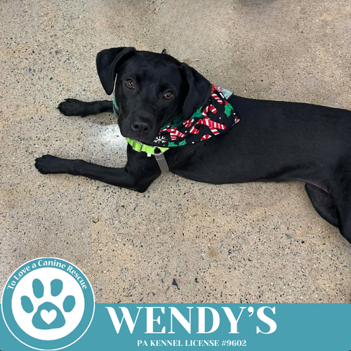 Wendy's (Drive-Thru Crew) 082325