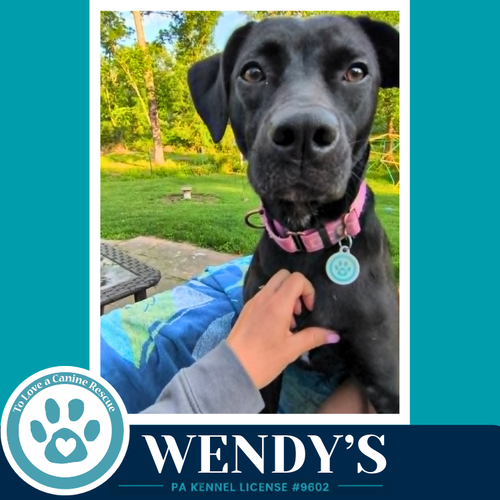 Wendy's (Drive-Thru Crew) 082325, an adoptable Labrador Retriever in Kimberton, PA