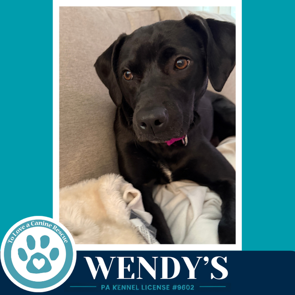 Wendy's (Drive-Thru Crew) 082325