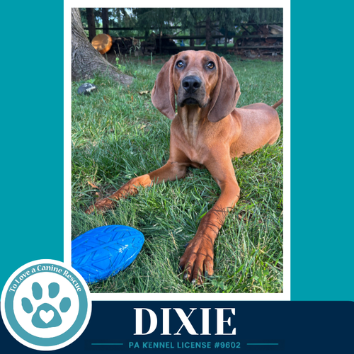 Dixie 041126