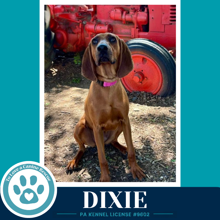 Dixie 041126 Image