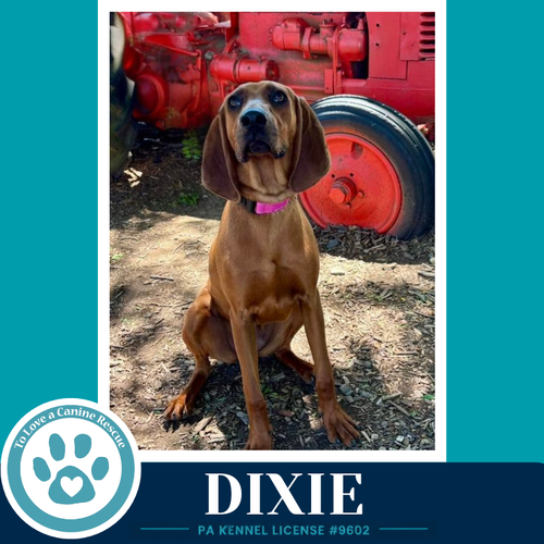 DIXIE 041126