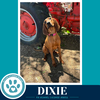 Dixie 041126 - Photo 3