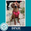 Dixie 041126 - Photo 4