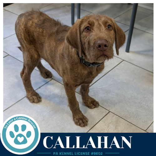 Callahan (The Copper Crew) 062026