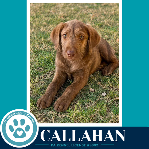 CALLAHAN (THE COPPER CREW) 062026 - Plott Hound / Poodle (unknown type) available for adoption