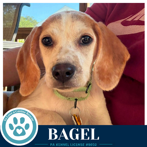Bagel 062026