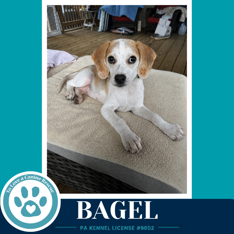 Bagel 062026 Image