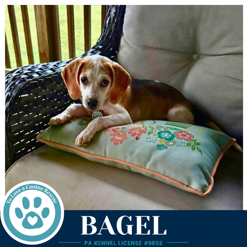 BAGEL 062026 - Beagle available for adoption