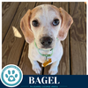 Bagel 062026 - Photo 4