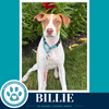 Billie 062026 - Photo 1