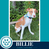 Billie 062026 - Photo 2