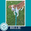 Billie 062026 - Photo 4