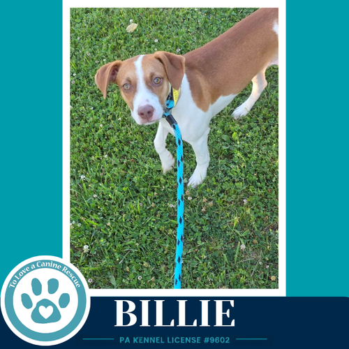 Billie 062026 photo 4