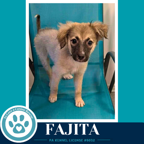 Fajita (Taco Tuesday Crew) 062026