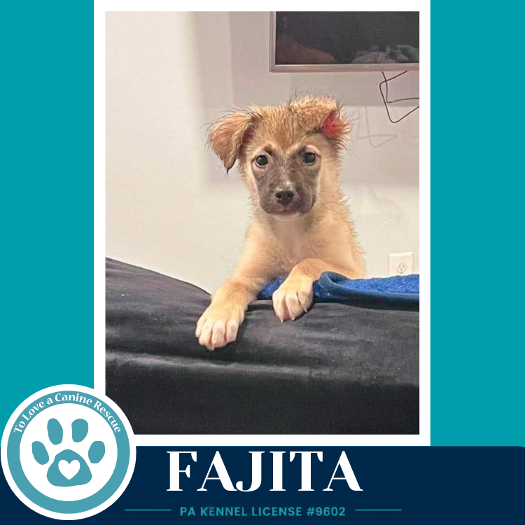 Fajita  (Taco Tuesday Crew) 062026 Image