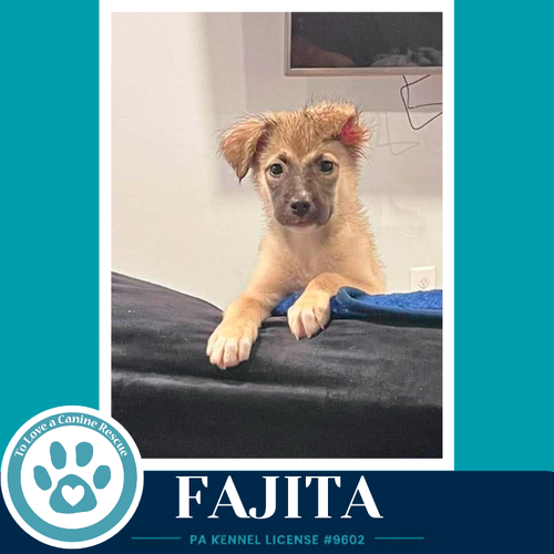 FAJITA  (TACO TUESDAY CREW) 062026 - Shepherd available for adoption