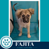 Fajita  (Taco Tuesday Crew) 062026 - Photo 4