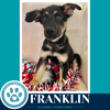 Franklin 062026 - Photo 2