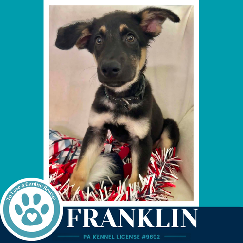 FRANKLIN 062026 - German Shepherd Dog available for adoption