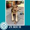 Zurich (Peaks And Pyramids Pups) 062026 - Photo 1