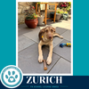 Zurich (Peaks And Pyramids Pups) 062026 - Photo 2