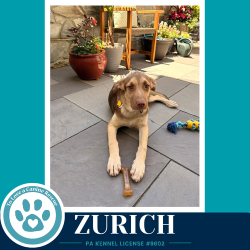 ZURICH (PEAKS AND PYRAMIDS PUPS) 062026 - Shepherd available for adoption