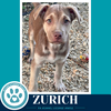 Zurich (Peaks And Pyramids Pups) 062026 - Photo 3